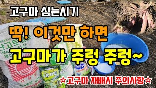 고구마심는시기 고구마밑거름 딱! 이것만 주시면 고구마가 주렁주렁 달립니다 고구마재배시 고구마 키우기