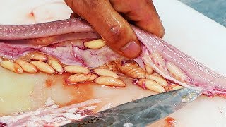 Korean Street Food - HAGFISH Seafood Korea