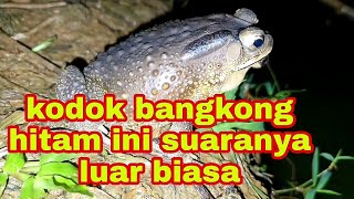 Download lagu suara kodok bangkong di malam hari mp3 Download lagu suara kodok bangkong di malam hari mp3