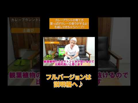 越冬カレーハーブ:こうやって作る! 植物