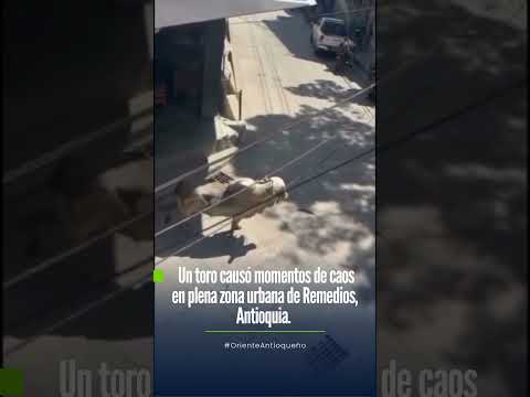 Toro recorre las calles de Remedios Antioquia.