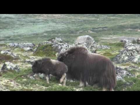 Myskoxar på Dovre Norge