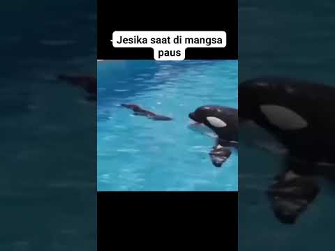 Jessika saat dimangsa Paus, Orca #orca #jessica #trending #fypシ #lidinews
