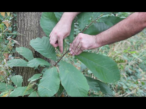 How to identify paw paw trees
