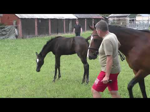 Fohlenrundfahrt 2021 - 18 Hengstfohlen v. Bon Joker
