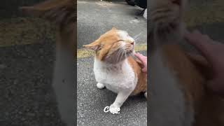Mira como reacciona este gato al acariciarlo #viralvideo #humor