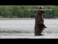 Watch 'Видео: медведи рыбачат на Курильском озере (Южно-Камчатский заказник, полуостров Камчатка)'