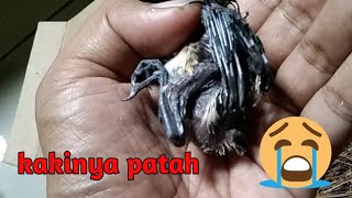 Download lagu Pentingnya kalsium untuk ternak burung... mp3