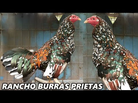 Black Shamo Asil Hennie Jap Rancho Burras Prietas