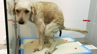 Indoor Potty Training Secret For Your Puppy!