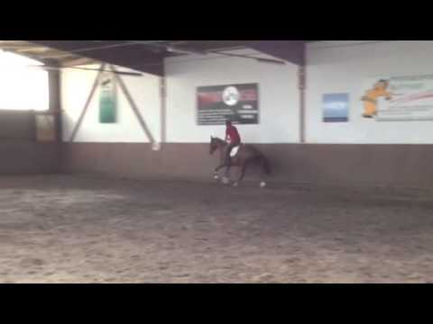 Czardasfürst Trakehner