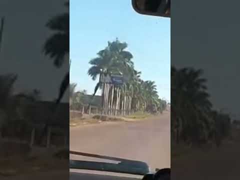 Cidade Machadinho Do Oeste(RO) Olha o macaquinho na árvore