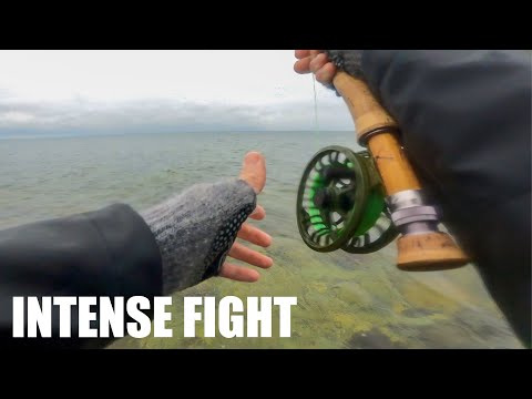 This fish took me to the backing