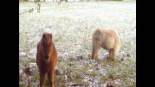 Rolo Tomassi - ...And Then The Mannequin Spoke