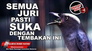 Download lagu 🔴 Srigunting Abu Abu Gacor ❗️Karakter Suara Unik Masteran Termahal 2021 mp3