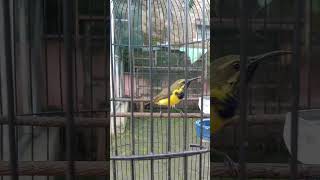 Download lagu Sogon Sulawesi Materi Prenjak Betina #birds #sogongacorngobra #videoshort #sogon #sogonmania mp3