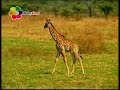 Safari Scrapbook Giraffe