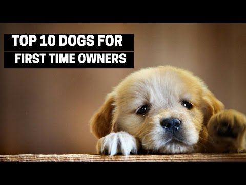 TOP 10 DOGS FOR FIRST TIME OWNERS - Best Puppy Breed For Novices