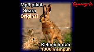 Download lagu Suara kelinci hutan pikat 1000%ampuh mp3