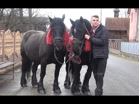 Iepele lui Andrei de la Vidra, Alba - 2019 Nou!!!