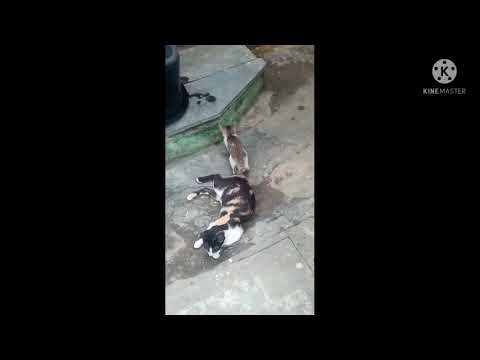 Kitten Playing With her Mother |Kirukkan Tamil Channel