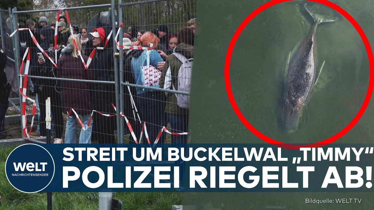 DEUTSCHLAND: Drama um Buckelwal „Timmy“ – Lage vor Insel Poel eskaliert! Polizei riegelt Küste ab