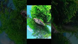 快晴のハルシュタットに行ったのに…📸 誰も気づかない対岸ショット🤣#ハルシュタットあるある  #絶景のはずが  #オーストリア旅 #対岸から失礼します #旅する陽子さん #2025年6月9日