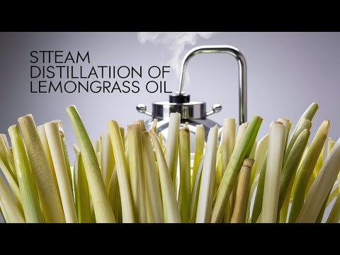 Steam Distillation of Lemongrass Oil: Step-by-Step Process for Purity