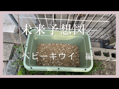 キウイベリー、ミニキウイ 植物