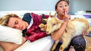 I BOUGHT ZOO ANIMALS!! (DON&#39;T TELL CARTER)