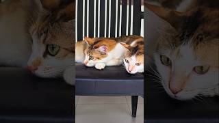 Rainy Day Vibes..😹⛈️💤 #shortsfeed #cat #rainyday #asmrforsleep