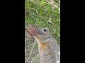 Badlands Rabbit