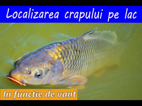 Locating carp on the lake according to food