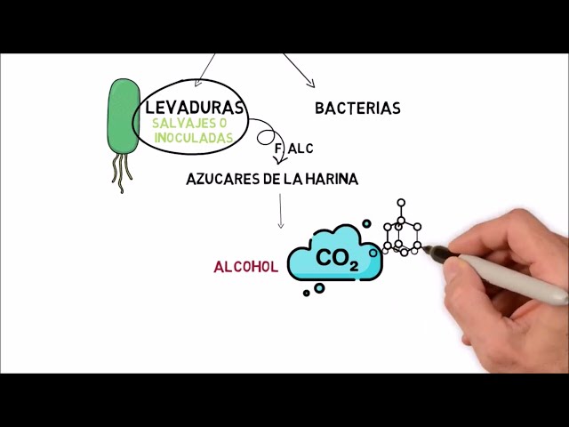 Vídeo relacionado con El libro del pan: Reflexiones e innovaciones sobre el futuro de los cereales, la harina y la fermentación (Los ilustrados)