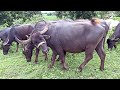 Buffalo Videos With Sound Buffalo S Videos Specially Made For Children Cow And Buffalo Video