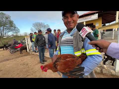 Feira de Galinha capoeira em Senador Rui palmeira - AL 21 - 07 - 2026 #nordeste 