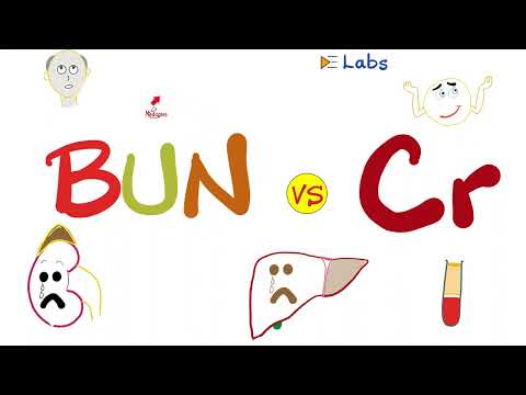 Serum BUN and Creatinine - Kidney Function Tests - Nephrology Labs