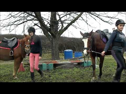 comment participer a un concours d'equitation