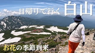 【白山】お花が咲く季節到来　日帰りで行ってきた（砂防新道、観光新道周回コース）