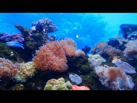 Medvesta Hypnosis  video.