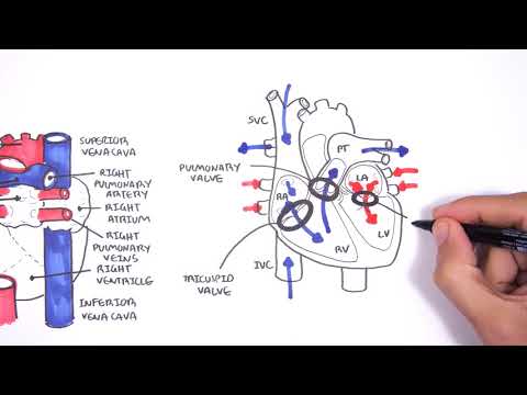 Introducción a la anatomía cardíaca (corazón) y la radiografía de tórax