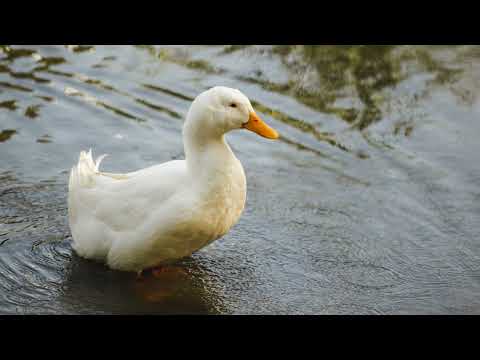 Duck Quack sound | Duck Quack (sound effects no copyright )