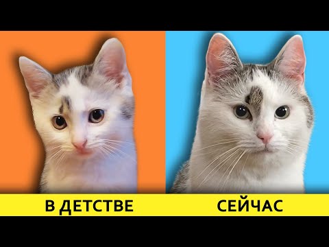 КАК РОСЛИ НАШИ ЖИВОТНЫЕ! Маленький КОТЕНОК Малыш, КОШЕЧКА МУРКА и КРОЛЯ БАФФИ! Смешные коты