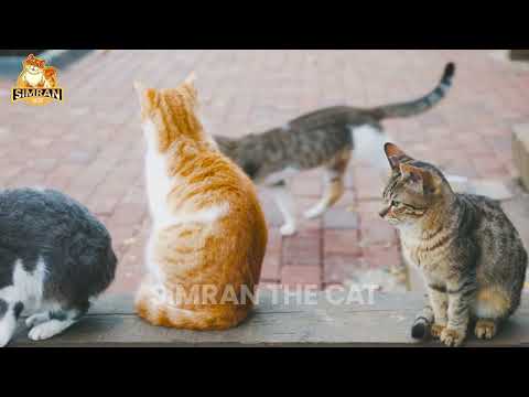 10 common cat behaviour