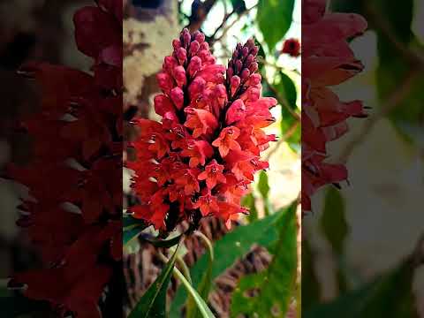 Johra Jabeen bollywood song 🔥 |nature status reels#shorts