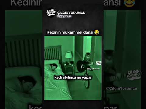 Kedinin mükemmel dansı 😂