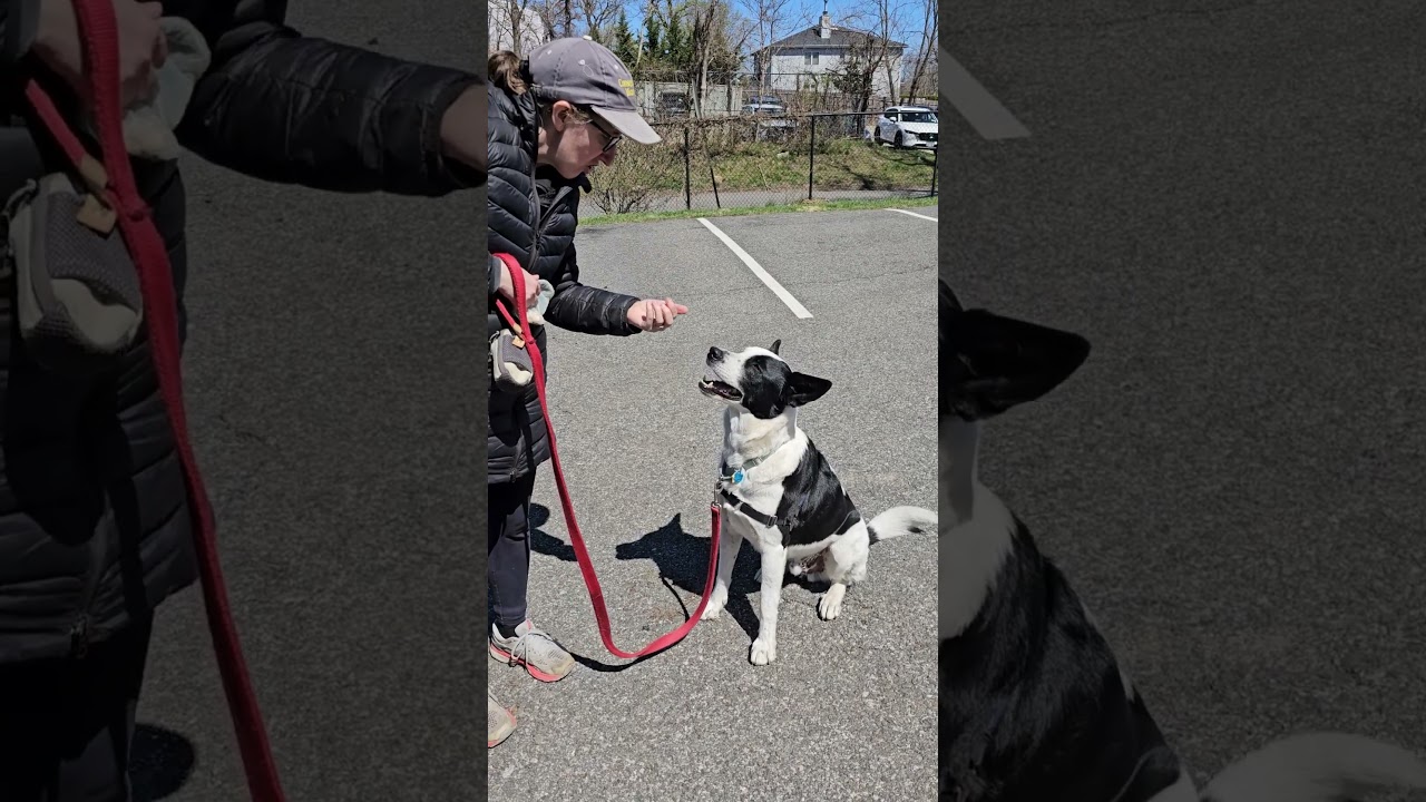 Enlarge Koda, a Adoptable mixed breed in Harrison, NY video 2/6