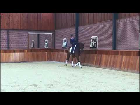 5 j.Stute von Fürstenball