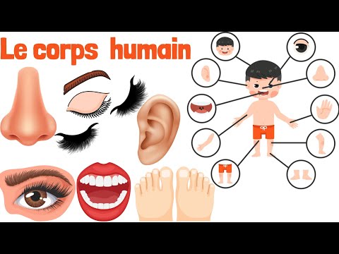 Le corps humain en français.  Apprendre les parties du corps humain.