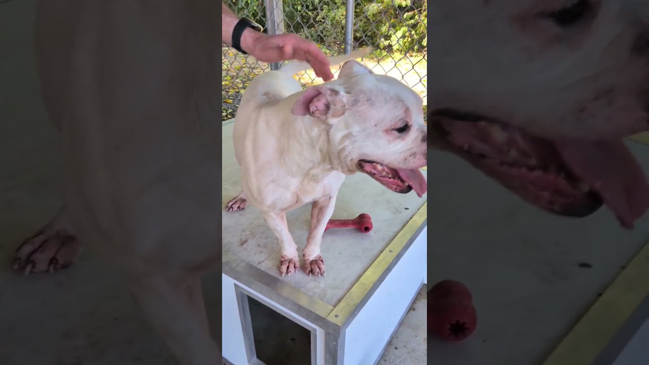 Enlarge Athena, a Adoptable mixed breed in Mount Carmel, IL video 4/4